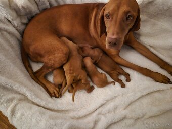 Maďarská vyžla šteniatka - 3