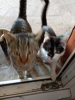 Darujem 1 kocúra a macku - 3