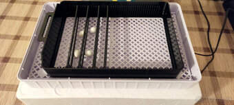 Liaheň - inkubator - 3