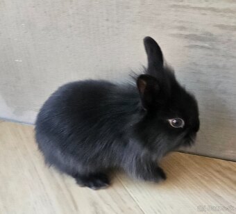 Zakrslý králík - 3