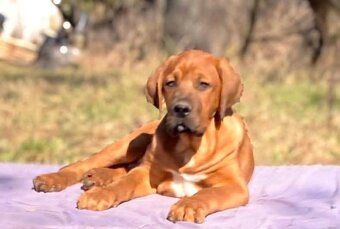 Tosa Inu s PP (FCI) - 3