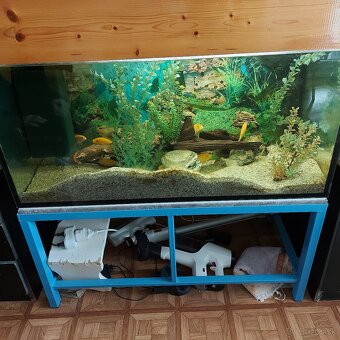 Predám rybky prípadne celé akvárium - 3