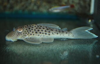 Ancistomus snethlageae L141 - 3