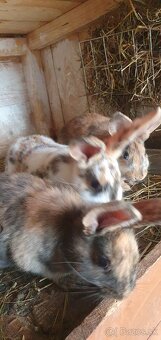 Burgundský králik, dalmatínsky rex - 3