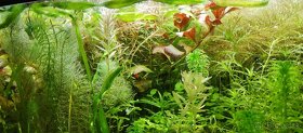 11 druhov tropicke Akvarijne Rastliny+Krevetky-dostupne - 3