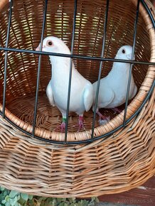 Ponúkam biele svadobné holuby - 3