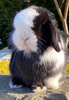 Minilop,zakrsly zajacik - 3