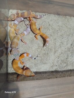 Gekončik nočny - 3