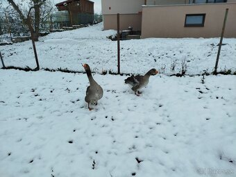 Predám pár Landeskych husí - 3