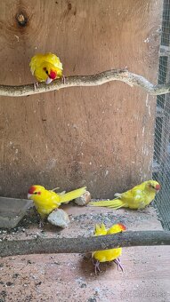 KAKARIK KAKARIKI ČERVENOČELÝ ŽLTÝ mladé - 3