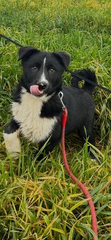 Karelský medvědí pes - 3