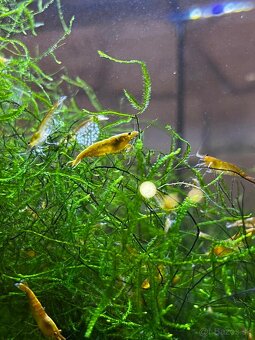 Krevety-Neocardinia yellow fire - 3