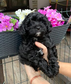 Maltipoo pudel - 3