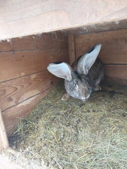 Belgicke obry Samice - 3