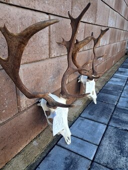 Daniel, trofej, trofeje, parozie,zhody - 3