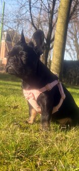 Francuzky buldoček - 3