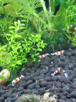 Predám Caridina Crystal Red - 3