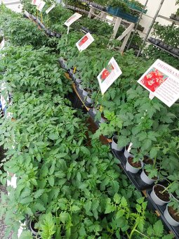 Planty ,priesady,paprika,rajčina,uhorky,cukety - 3