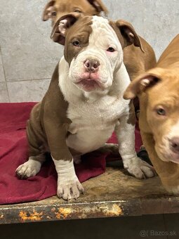 American Bully - 3