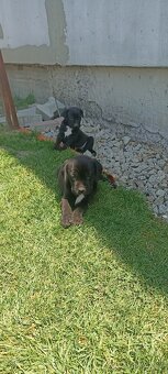 Staford-cane corso - 3
