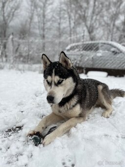 Husky čistokrvný - 3