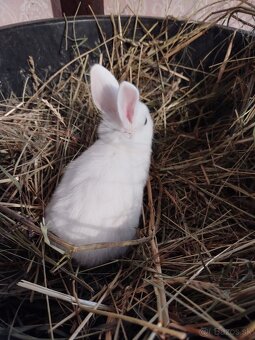 Predám zakrslých zajačikov. - 3