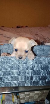 Krásne šteniatko mini čivavy - 3