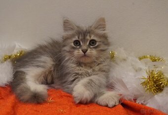 Sibirska macka s PP - 3