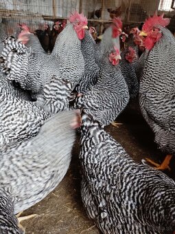 Násadové vajcia - 3