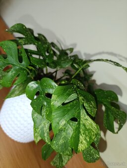 Monstera minima mint - 3
