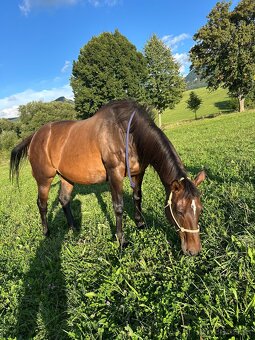 Predám kobylku s vynikajúcou povahou – ideálna k deťom - 3