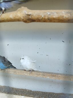 Andulky Hagoromo - 3