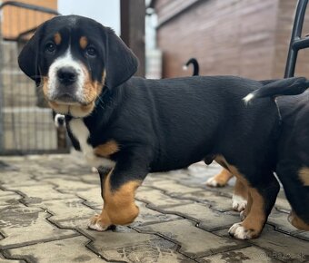 velky švajčiarsky salasnický pes - 3