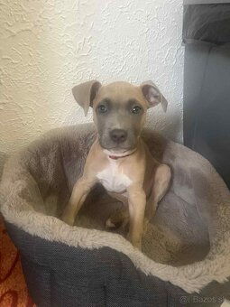 Predám  Staforda - 3