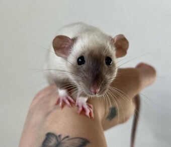 🐭 potkan, potkaníky 🐰 - 3