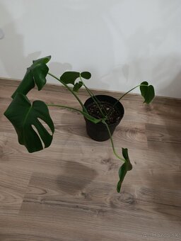 Monstera deliciosa - vhodná do interiéru - 3