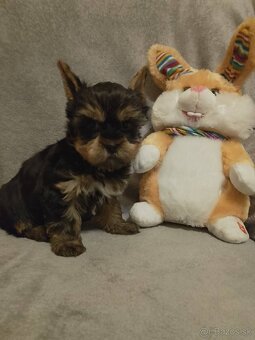 Yorkshirsky terier - 3