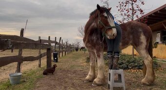 Clydesdale , Shire - 3