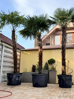 Trachycarpus fortunei – Mrazuvzdorná palma / ešte krasne 3ks - 3