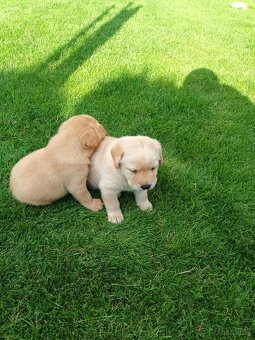 Labrador šteniatka - 3