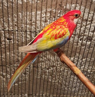 Rozela pestrá - pár - 3