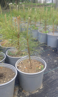 Borovica čierna ihličňan - 3