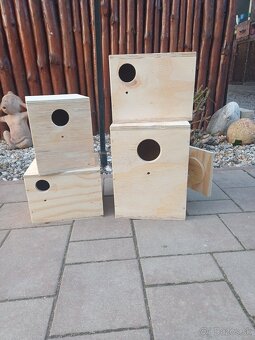 Papagaj kralovsky - 3