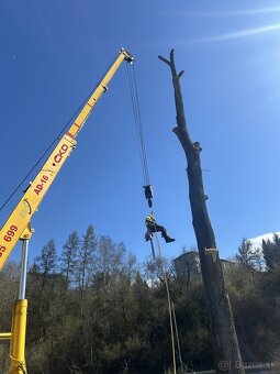 Výrub a rez stromov EastArbor - 3