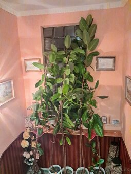 Ficus izbový - 3