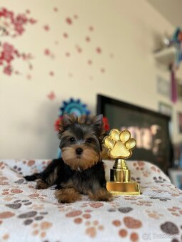 Yorkshire terrier, jorkšírsky teriér s PP FCI - 3