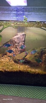 Predávam akvarium - 3
