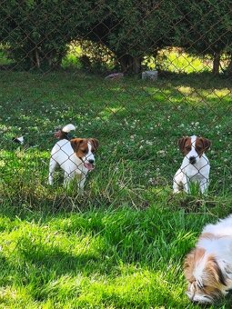 Jack Russell teriér s PP- hladkosrtá fenka - 3