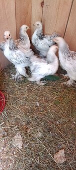 Brahman columbia brahmanky - 3