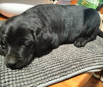 Labrador - 3